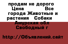 продам не дорого › Цена ­ 10 000 - Все города Животные и растения » Собаки   . Амурская обл.,Свободный г.